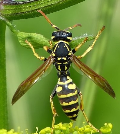 Polistes sulcifer, femmina, Vespidae.